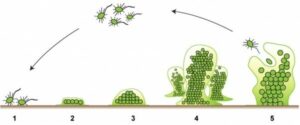 formation of biofilm