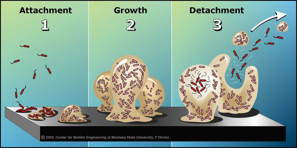 biofilm clny 1