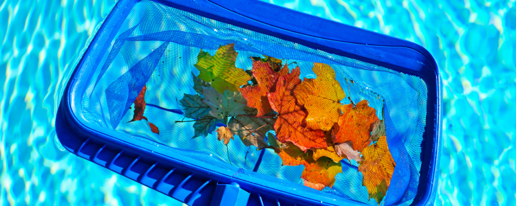 Leaves in swimming pool being collected with a net. 