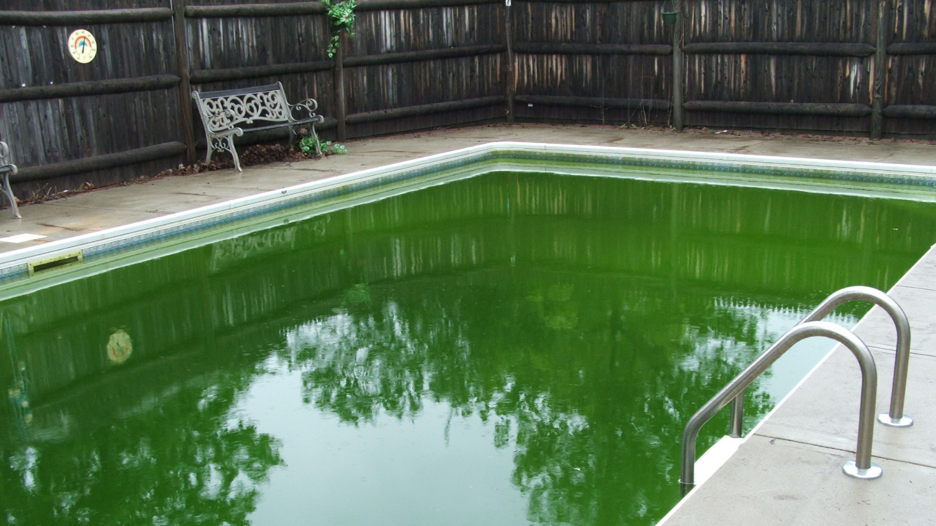 a photo of an inground pool with very green water. there is a wooden fence in the background, and bench up against it on the left hand side. the hand railings of the pool ladder can be seen in the foreground going into the water. the water is very murky, and the bottom of the pool is not visible at all.