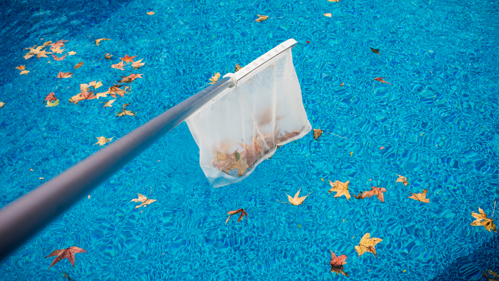 scooping leaves from the pool blue